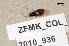  ( - ZFMK_COL_2010_936)  @11 [ ] CreativeCommons - Attribution Non-Commercial Share-Alike (2011) Armin Rose ZFMK