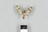  (Coccabdominis sp - DR17_ArcPa100)  @11 [ ] CreativeCommons - Attribution Non-Commercial Share-Alike (2018) Dominik Rabl Dept of Botany and Biodiversity Research