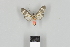  ( - DR17_ArcPa109)  @11 [ ] CreativeCommons - Attribution Non-Commercial Share-Alike (2018) Dominik Rabl Dept of Botany and Biodiversity Research