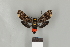  ( - DR14_0138)  @11 [ ] CreativeCommons - Attribution Non-Commercial Share-Alike (2017) Dominik Rabl Dept of Botany and Biodiversity Research