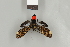  ( - DR14_0251)  @11 [ ] CreativeCommons  Attribution Non-Commercial Share-Alike (2017) Dominik Rabl Dept of Botany and Biodiversity Research