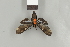  ( - DR14_0251)  @11 [ ] CreativeCommons  Attribution Non-Commercial Share-Alike (2017) Dominik Rabl Dept of Botany and Biodiversity Research