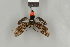  ( - DR14_0252)  @11 [ ] CreativeCommons  Attribution Non-Commercial Share-Alike (2017) Dominik Rabl Dept of Botany and Biodiversity Research