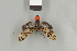  ( - DR14_0253)  @11 [ ] CreativeCommons  Attribution Non-Commercial Share-Alike (2017) Dominik Rabl Dept of Botany and Biodiversity Research