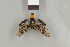  ( - DR14_0257)  @11 [ ] CreativeCommons  Attribution Non-Commercial Share-Alike (2017) Dominik Rabl Dept of Botany and Biodiversity Research