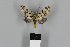  ( - DR14_0406)  @11 [ ] CreativeCommons - Attribution Non-Commercial Share-Alike (2018) Martina Wieser Dept of Botany and Biodiversity Research
