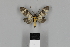  (Heliura thysbodes - DR14_0406)  @11 [ ] CreativeCommons - Attribution Non-Commercial Share-Alike (2018) Martina Wieser Dept of Botany and Biodiversity Research