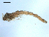  ( - PEPI-01-F09)  @11 [ ] CreativeCommons - Attribution (2010) Gergin Blagoev, Centre for Biodiversity Genomics Centre for Biodiversity Genomics