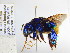  (Eufriesea sp. AEJ5822 - CP_Lep_3110)  @11 [ ] by-nc-sa (2021) C. Prieto Universidad del Atlantico