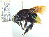  (Eulaema sp. AAM5237 - CP_Lep_3124)  @11 [ ] by-nc-sa (2021) C. Prieto Universidad del Atlantico