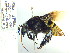  (Eulaema sp. ACB2131 - CP_Lep_3127)  @11 [ ] by-nc-sa (2021) C. Prieto Universidad del Atlantico