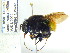  (Eufriesea sp. AET5319 - CP_Lep_3148)  @11 [ ] by-nc-sa (2021) C. Prieto Universidad del Atlantico