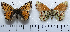  ( - RVcoll15P075)  @13 [ ] Copyright (2016) Nikola Micevski Macedonian Entomological Society (ENTOMAK)