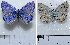 ( - RVcoll15Q001)  @12 [ ] Copyright (2016) Nikola Micevski Macedonian Entomological Society (ENTOMAK)