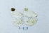  ( - RVcoll.14-N438)  @11 [ ] CreativeCommons - Attribution Non-Commercial (2015) Marko Mutanen University of Oulu