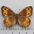  (Arethusana - RVcoll.14-N564)  @15 [ ] Copyright (2015) Martin Gascoigne-Pees Unspecified