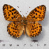  (Argynnis aglaja - RVcoll.14-N586)  @15 [ ] Copyright (2015) Martin Gascoigne-Pees Unspecified