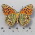  ( - RVcoll.14-N592)  @11 [ ] Copyright (2015) Martin Gascoigne-Pees Unspecified
