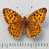  ( - RVcoll.14-N595)  @13 [ ] Copyright (2015) Martin Gascoigne-Pees Unspecified