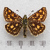  ( - RVcoll.14-N778)  @11 [ ] Copyright (2015) Martin Gascoigne-Pees Unspecified