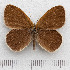  (Coenonympha oedippus - RVcoll.14-N817)  @14 [ ] Copyright (2015) Martin Gascoigne-Pees Unspecified
