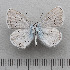  ( - RVcoll.14-N860)  @11 [ ] Copyright (2015) Martin Gascoigne-Pees Unspecified