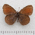  ( - RVcoll.14-N872)  @13 [ ] Copyright (2015) Martin Gascoigne-Pees Unspecified