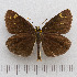  (Heteropterus - RVcoll.14-N952)  @14 [ ] Copyright (2015) Martin Gascoigne-Pees Unspecified