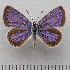  (Luthrodes galba - RVcoll.14-O055)  @14 [ ] Copyright (2015) Martin Gascoigne-Pees Unspecified