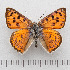  ( - RVcoll.14-O059)  @14 [ ] Copyright (2015) Martin Gascoigne-Pees Unspecified