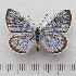  (Phengaris teleius - RVcoll.14-O084)  @15 [ ] Copyright (2015) Martin Gascoigne-Pees Unspecified