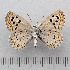  ( - RVcoll.14-O085)  @11 [ ] Copyright (2015) Martin Gascoigne-Pees Unspecified