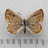  (Maurus - RVcoll.14-O085)  @11 [ ] Copyright (2015) Martin Gascoigne-Pees Unspecified