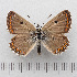  ( - RVcoll.14-O086)  @11 [ ] Copyright (2015) Martin Gascoigne-Pees Unspecified
