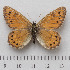  (Oeneis tarpeia - RVcoll.14-O156)  @15 [ ] Copyright (2015) Martin Gascoigne-Pees Unspecified