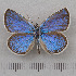  (Plebejidea - RVcoll.14-O183)  @15 [ ] Copyright (2015) Martin Gascoigne-Pees Unspecified
