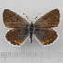  (Kretania sephirus - RVcoll.14-O190)  @14 [ ] Copyright (2015) Martin Gascoigne-Pees Unspecified