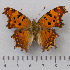  (Polygonia - RVcoll.14-O191)  @15 [ ] Copyright (2015) Martin Gascoigne-Pees Unspecified