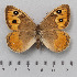  (Pseudochazara - RVcoll.14-O228)  @15 [ ] Copyright (2015) Martin Gascoigne-Pees Unspecified