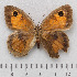  (Pyronia janiroides - RVcoll.14-O261)  @14 [ ] Copyright (2015) Martin Gascoigne-Pees Unspecified