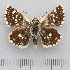  (Spialia - RVcoll.14-O279)  @15 [ ] Copyright (2015) Martin Gascoigne-Pees Unspecified