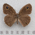  (Ypthima asterope - RVcoll.14-O291)  @14 [ ] Copyright (2015) Martin Gascoigne-Pees Unspecified