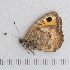  (Pseudochazara amymone - RVcoll14O349)  @12 [ ] Copyright (2015) Martin Gascoigne-Pees Unspecified