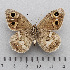  ( - RVcoll.14-U829)  @14 [ ] Copyright (2015) Martin Gascoigne-Pees Unspecified