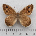  (Hipparchia hansii - RVcoll.14-U830)  @15 [ ] Copyright (2015) Martin Gascoigne-Pees Unspecified