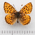  ( - RVcoll.14-U851)  @11 [ ] Copyright (2015) Martin Gascoigne-Pees Unspecified