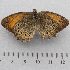  ( - RVcoll.14-U853)  @13 [ ] Copyright (2015) Martin Gascoigne-Pees Unspecified