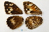  ( - RVcoll.14-V350)  @11 [ ] CreativeCommons - Attribution Non-Commercial (2015) Marko Mutanen University of Oulu