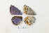  ( - RVcoll.14-V368)  @12 [ ] CreativeCommons - Attribution Non-Commercial (2015) Marko Mutanen University of Oulu
