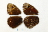  (Proterebia phegea - RVcoll.14-V379)  @12 [ ] CreativeCommons - Attribution Non-Commercial (2015) Marko Mutanen University of Oulu